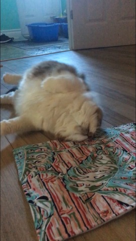 cat with catnip blanket