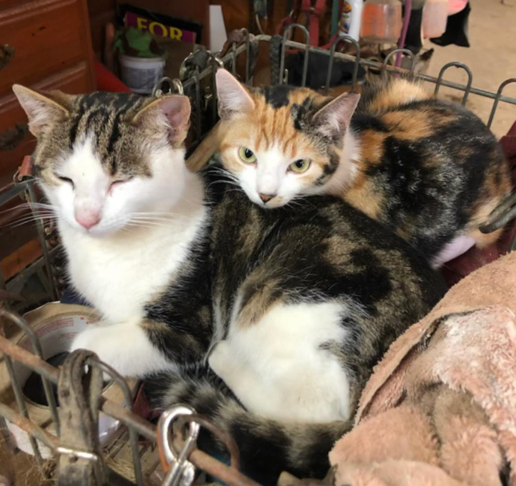 Two calico cats cuddle together in a workshop amongst the tools. They look very content and both have a signature ear-tip to mark that they have both been spayed.