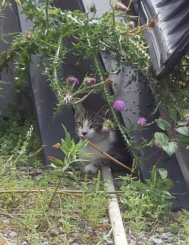 A white and brown tabby with a black nose looks out from a hiding spot overgrown with large Scottish thistles.